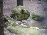 klopein2005_134