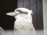 klopein2005_144