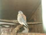 klopein2005_145