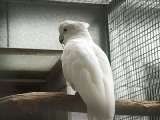 klopein2005_152