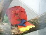 klopein2005_158