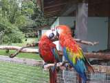klopein2005_162