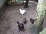 klopein2005_163