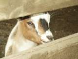 klopein2005_168