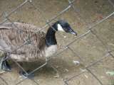 klopein2005_184