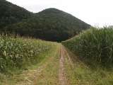 klopein2005_223