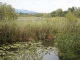 klopein2005_226