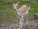 klopein2005_257