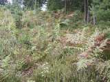 klopein2005_264
