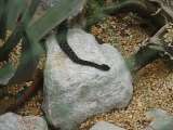 klopein2005_397