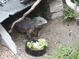 klopein2005_399