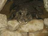 klopein2005_410