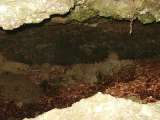 klopein2005_447