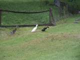 klopein2005_469