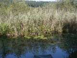 klopein2005_544