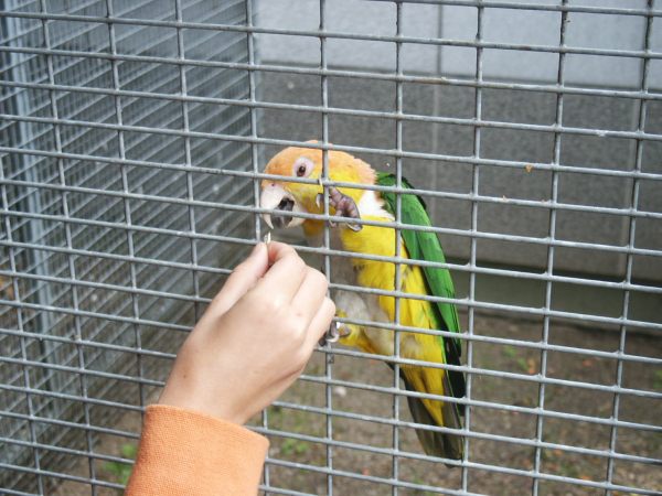 klopein2005_082
