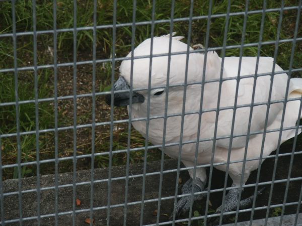 klopein2005_086