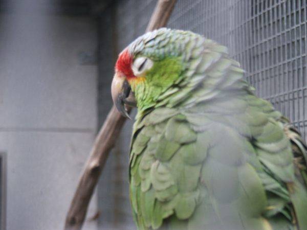 klopein2005_087