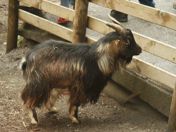 klopein2005_122