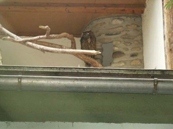 klopein2005_125