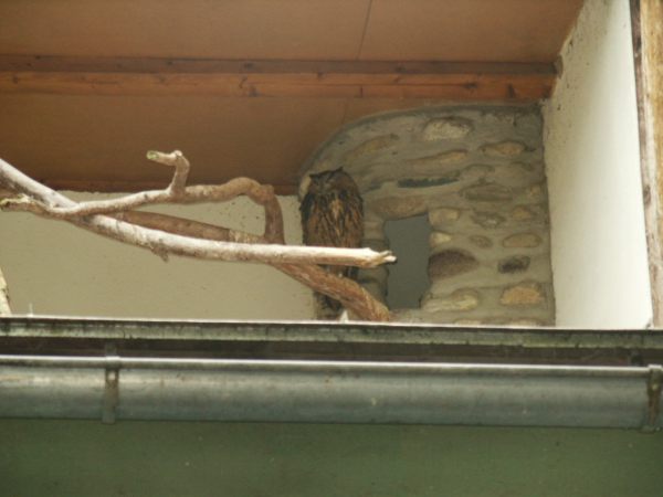 klopein2005_126