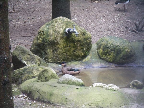 klopein2005_134