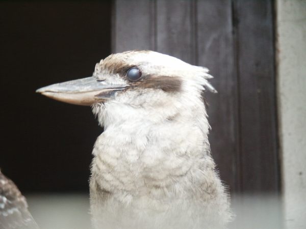 klopein2005_144