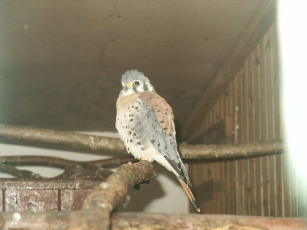 klopein2005_145