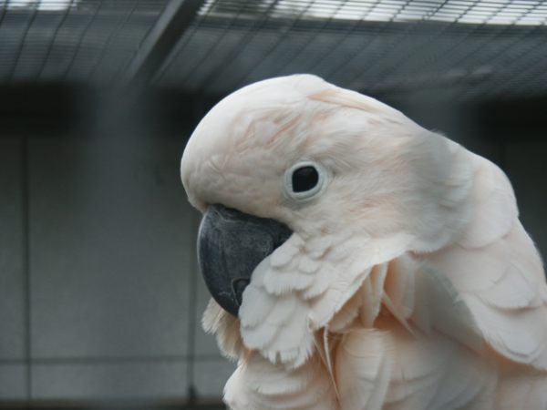 klopein2005_148