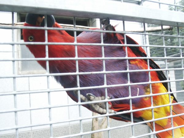 klopein2005_151