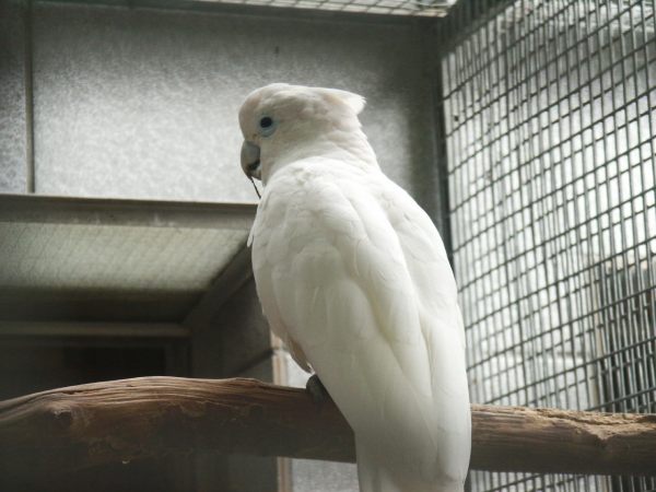 klopein2005_152