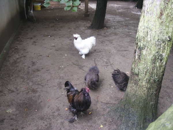 klopein2005_163