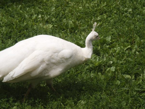 klopein2005_174