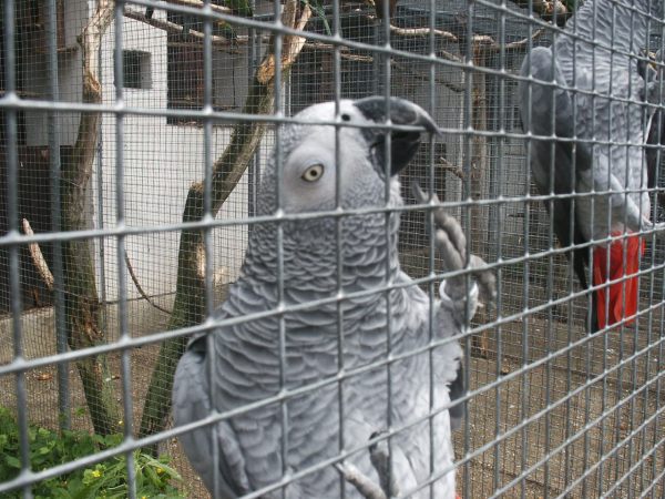 klopein2005_177