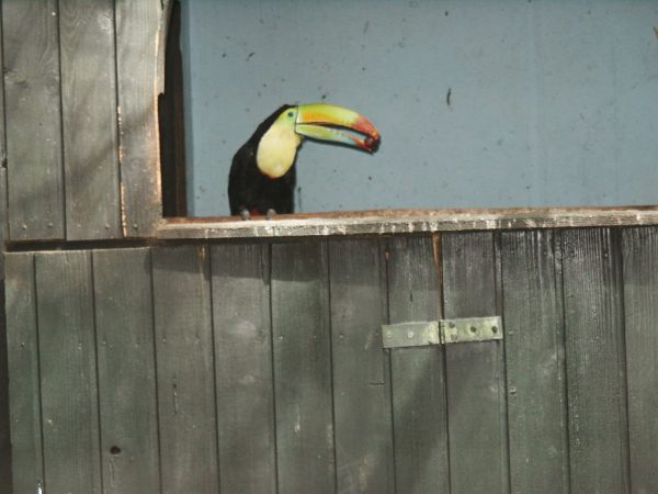 klopein2005_181