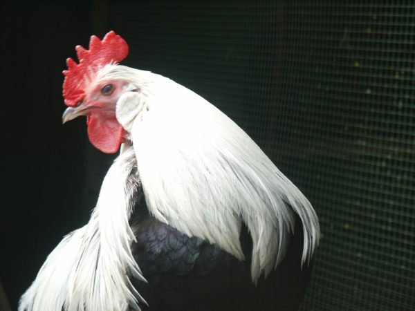 klopein2005_183