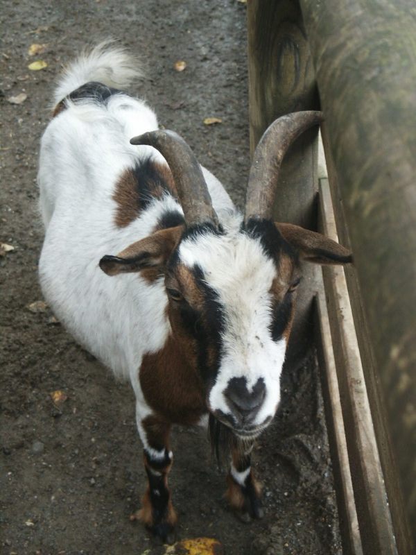 klopein2005_192