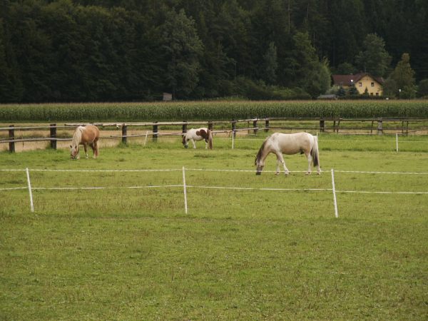 klopein2005_218