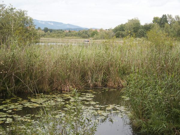 klopein2005_226