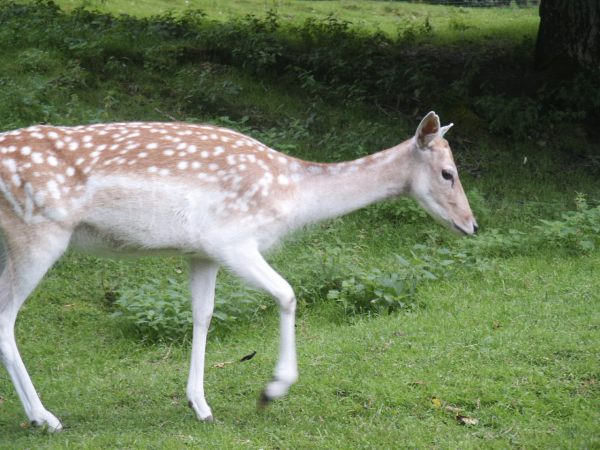 klopein2005_252