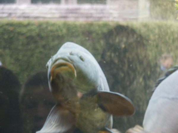 klopein2005_383
