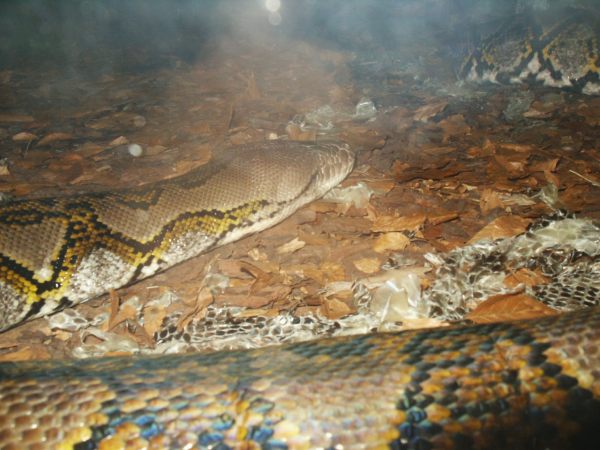 klopein2005_409