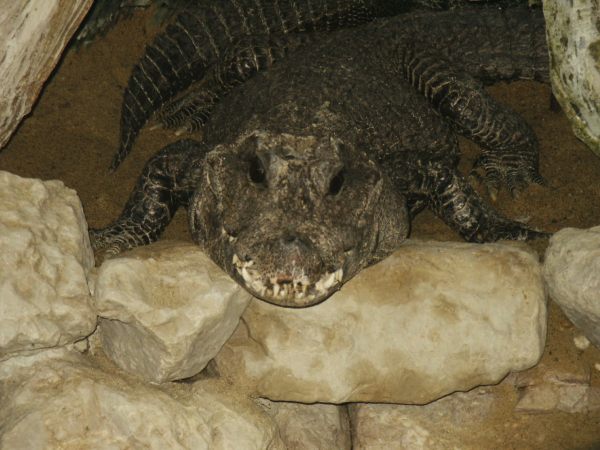 klopein2005_410